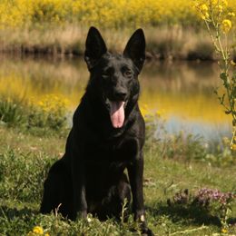 Jackie - German Shepherd
