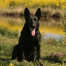 Jackie - German Shepherd