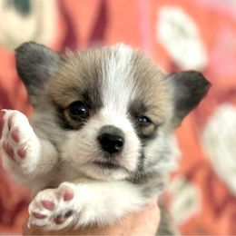 Girl 3 - Sable female Pembroke Welsh Corgi puppy in California from Trotter Hill Farms