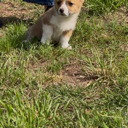 Rocky - White and red male Pembroke Welsh Corgi puppy in Hinton, Oklahoma from Corgi Farms