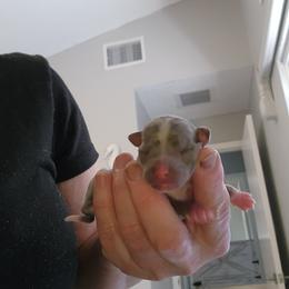 PRANCER - Merle male Chihuahua puppy in Fort Myers, Florida from Legends Frenchton's, French Bulldogs ,Boston Terriers, Reindeer chihuahuas & French Bullhuahua's