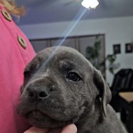 Green Collar - Gray brindle male Cane Corso puppy in Lewistown, Montana from Corsi Amore Kennels