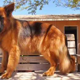 Joker.  MALI'S Joker Face - German Shepherd