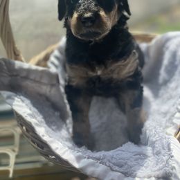 Aussiedoodle Puppies from Danie’s Doggie Den