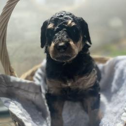 Aussiedoodle Puppies from Danie’s Doggie Den
