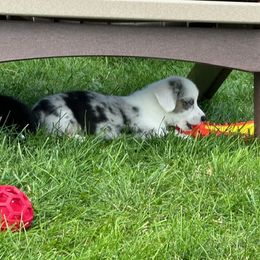 Cardigan Welsh Corgi Puppies from Wasatch Cardigan Corgis
