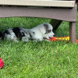 Cardigan Welsh Corgi Puppies from Wasatch Cardigan Corgis