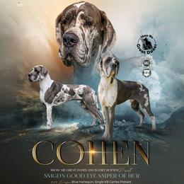 Cohen - Great Dane