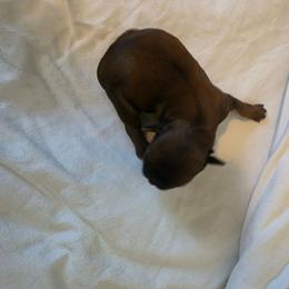 Girl 2 - Brindle and white female Shih Tzu puppy in Rockmart, Georgia from Sonya Garrett