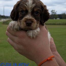 Grumpy - Tri-Roan male English Springer Spaniel puppy in Lake City, Florida from Patriot Springer Spaniels