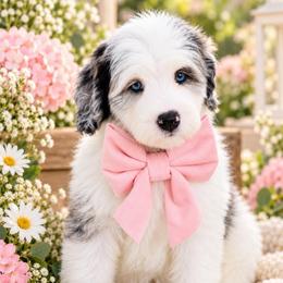 June - Grey and white female Bernedoodle puppy in Diamond Bar, California from Furrytaildoodles