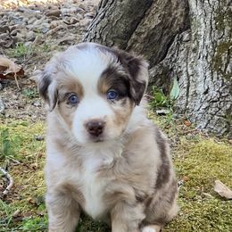 Miniature Australian Shepherd and Toy Australian Shepherd Puppies from Rye Hill Aussies