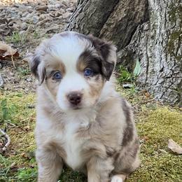Miniature Australian Shepherd and Toy Australian Shepherd Puppies from Rye Hill Aussies