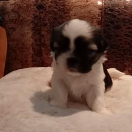 Jim - Black gold and silver male Shih Tzu puppy in Grand Prairie, Texas from R&R Shih-Tzus & Stud Services