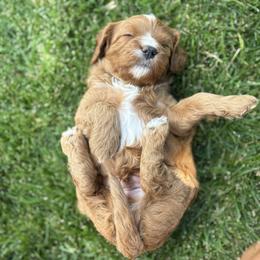Cavapoo Puppies from Columbia Basin Puppies