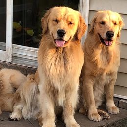 Golden Retrievers from CeCe Goldens