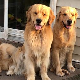 Golden Retrievers from CeCe Goldens