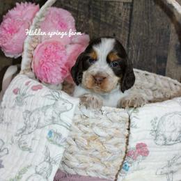 Brinley - Liver white and tan female English Springer Spaniel puppy in Winchester, Kentucky from Hidden Springs Farm