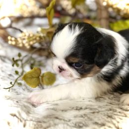 Rin - Black tan and white male Japanese Chin puppy in Davisville, Missouri from Uniquely Yours, Shelly’s Japanese Chins