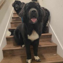 Crowley - Black male Newfoundland puppy in Tallahassee, Florida from Noble Newfoundlands