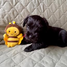 LYRA - AKC - Red Collar - Black female Miniature Schnauzer puppy in Wheeler, Wisconsin from Sue’s Miniature Schnauzers