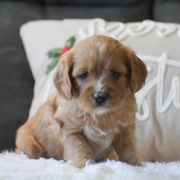 Judy - Red female Cavapoo puppy in Honey Brook, Pennsylvania from Stoltzfus Family Puppies (license number 18844)