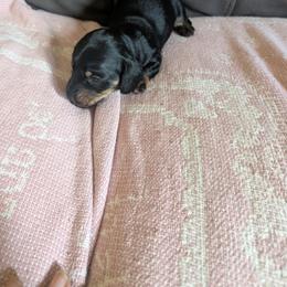 Olaf - Black and tan male Dachshund puppy in Hollow Rock, Tennessee from Cedarhills