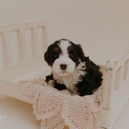 Rosie - Tri-color female Bernedoodle puppy in Wamego, Kansas from Doodles of Oz