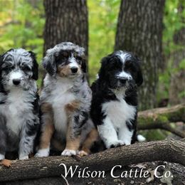 Aussiedoodle Puppies from Wilson Cattle Co.