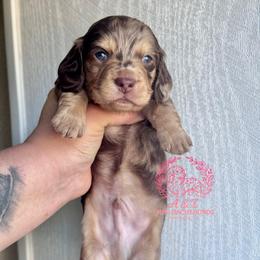 Derek - Dapple male Dachshund puppy in Hornbeck, Louisiana from A&Z Mini Dachshunds