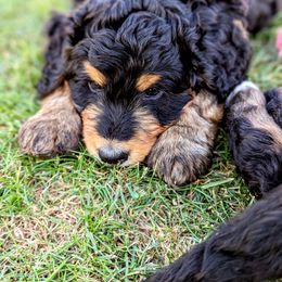 Bernedoodle Puppies from Rafter 58 Bernedoodles