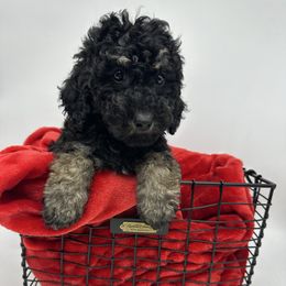 Mrs. Claus - Black and tan female Cavapoo puppy in Austin, Texas from Doodles of Central Texas