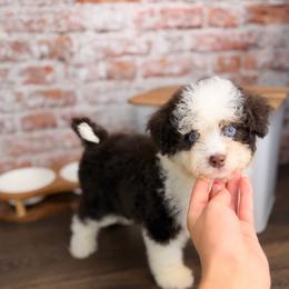 Rocky Road BLUE EYES - male Australian Mountain Doodle puppy in Sweetwater, Florida from Sandy Snout Doodles