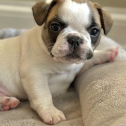 French Bulldog Puppies from All About The French