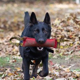 German Shepherds from Amanda's German Shepherds