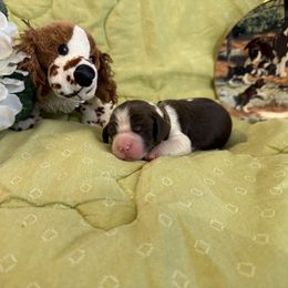 Robert - Liver and white male English Springer Spaniel puppy in Cookeville, Tennessee from AVE Springer Spaniels