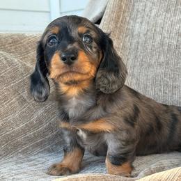 Boy 2 - Dapple male Dachshund puppy in Allenhurst, Georgia from B’s Dapper Dachshunds