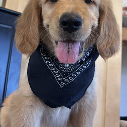 Roczen - Golden male Golden Retriever puppy in Stratford, Oklahoma from Golden Breed