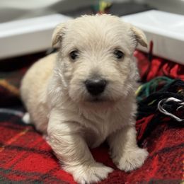 Pop - Wheaten male Scottish Terrier puppy in Bristol, Virginia from Schrute Farms Canine Clan