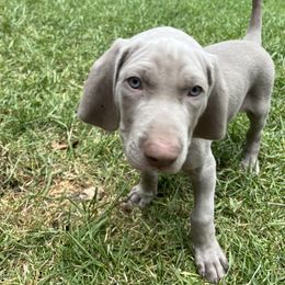 "Indigo Jr" Weimaraner Puppies from Baird Weims - AKC registered
