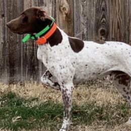 German Shorthaired Pointers from Selby's German Shorthaired Pointers