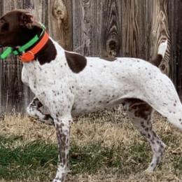 German Shorthaired Pointers from Selby's German Shorthaired Pointers