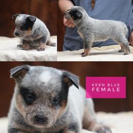 Keen - Blue speckled female Australian Cattle Dog puppy in Gatlinburg, Tennessee from Greenbrier
