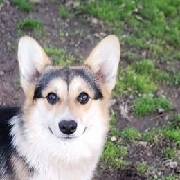 Bo - Pembroke Welsh Corgi