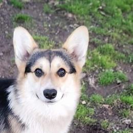 Bo - Pembroke Welsh Corgi