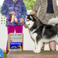 Finnish Lapphunds from Curticey Finnish Lapphunds