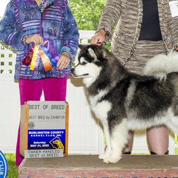 Finnish Lapphunds from Curticey Finnish Lapphunds