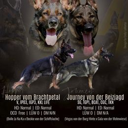 German Shepherd Puppies from Vom Haus Bella GSD’s