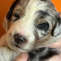Misty - Blue merle female Australian Shepherd puppy in Marshall, Virginia from Aussie Tales Farm