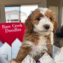 Ferrini - Red  female Goldendoodle puppy in Chino Valley, Arizona from Bass Creek Doodles